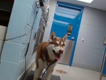 Siberian Husky and Mixed Breed Dogs Available for Adoption in Albuquerque, New Mexico - FORT | PetCurious