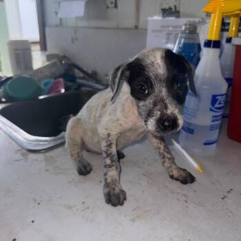 Chen (COH-A-67935 -  Mixed Breed Dog for Adoption in Volcano, Hawaii - Chen (COH-A-67935 | PetCurious