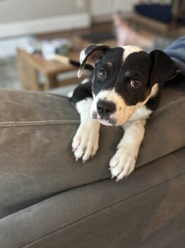 Milo -  Mixed Breed Dog for Adoption in Wendell, North Carolina - Milo | PetCurious