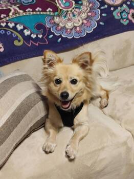Cooper -  Mixed Breed Dog for Adoption in Mesa, Arizona - Cooper | PetCurious