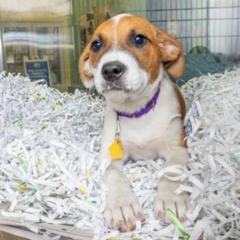 Great Pyrenees and Mixed Breed Dogs Available for Adoption in St. Louis, Missouri - EARTH | PetCurious