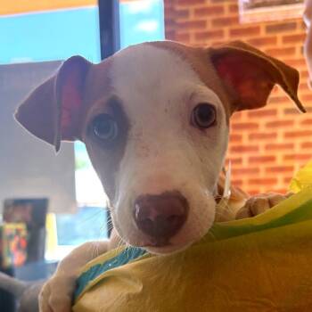 Robert Redford -  Jack Russell Terrier and Mixed Breed Dog for Adoption in Nashville, Tennessee - Robert Redford | PetCurious