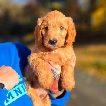 CT Kellan avail Oct 26 (Scarecrow Festival- Somers, CT) -  Poodle and Mixed Breed Dog for Adoption in Stormville, New York - CT Kellan Avail Oct 26 (Scarecrow Festival- Somers, CT) | PetCurious
