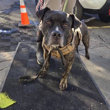 Rescue Pit Bull Terrier Dogs for Adoption in Newark, New Jersey - Bud | PetCurious