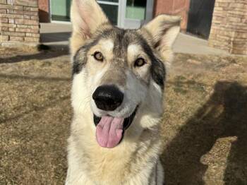 Alaskan Malamute and German Shepherd Dog Dogs Available for Adoption in Colorado Springs, Colorado - SIRIUS BLACK | PetCurious