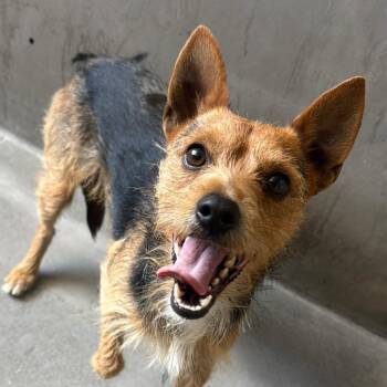 Yorkshire Terrier and Chihuahua Dogs Available for Adoption in Los Angeles, California - Beau A221654 | PetCurious