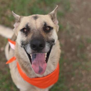 LYRIC -  German Shepherd Dog Dog for Adoption in San Antonio, Texas - LYRIC | PetCurious
