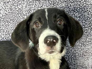 Flint -  Hound and Mixed Breed Dog for Adoption in Portland, Oregon - Flint | PetCurious