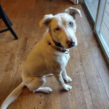 Willow -  Australian Shepherd and Labrador Retriever Dog Available for Adoption in Cedarburg, Wisconsin - Willow | PetCurious