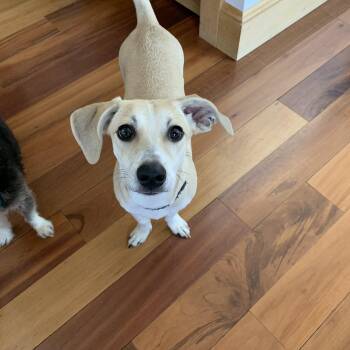 Rescue Beagle and Chihuahua Dogs for Adoption in Manchester, New Hampshire - Pickles In NH! Come Meet Our Adoptable Dogs! More Info In Bio | PetCurious