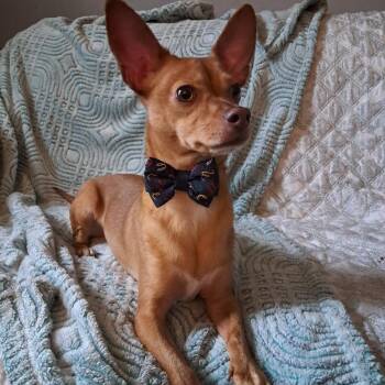 Chihuahua and Jack Russell Terrier Dogs Available for Adoption - Cappuccino D6961 | PetCurious