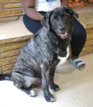 Smokey -  Golden Retriever and Labrador Retriever Dog for Adoption in Memphis, Tennessee - Smokey | PetCurious