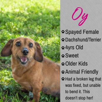 Oy -  Dachshund and Terrier Dog for Adoption in Junction City, Kansas - Oy | PetCurious