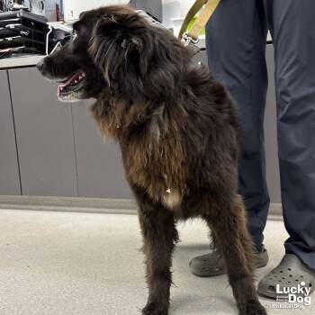 Flat Coated Retriever Dogs Available for Adoption in Washington, District Of Columbia - GP | PetCurious
