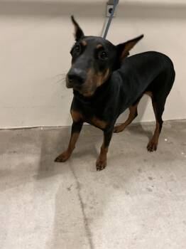 Doberman Pinscher Dogs Available for Adoption in Doral, Florida - TRACY | PetCurious