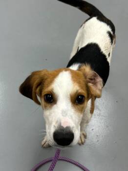Creek (Waterway x 2) -  Hound Dog Available for Adoption in Hartsville, South Carolina - Creek (Waterway X 2) | PetCurious