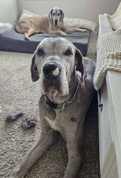 Rescue Great Dane Dogs for Adoption in Iron Station, North Carolina - Archer | PetCurious