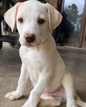 Labrador Retriever Dogs Available for Adoption in Grand Bay, Alabama - Max | PetCurious