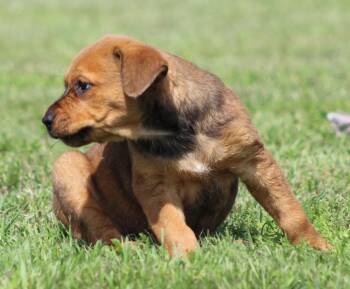 Rottweiler and Mixed Breed Dogs Available for Adoption in Temple, Texas - Arlo | PetCurious