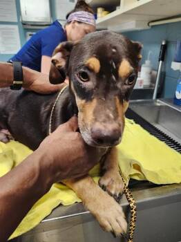 THEO -  Dachshund and Mixed Breed Dog for Adoption in Newton, North Carolina - THEO | PetCurious