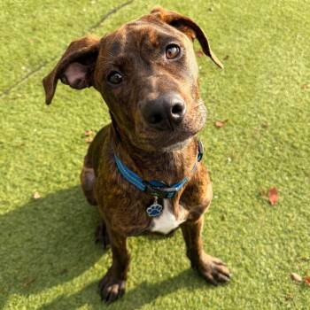 Brownie -  Plott Hound Dog for Adoption in Grand Rapids, Michigan - Brownie | PetCurious