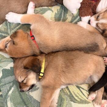 Mixed Breed Dogs Available for Adoption in Bellingham, Washington - Sweet Pea | PetCurious