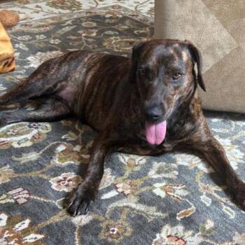 Mabel -  Hound and Mixed Breed Dog for Adoption in Chester, Maryland - Mabel | PetCurious
