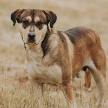 Lilo -  Mastiff and Mixed Breed Dog for Adoption in Portland, Oregon - Lilo | PetCurious