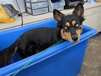 Rescue Mixed Breed Dogs for Adoption in Dallas, Texas - GRACE | PetCurious