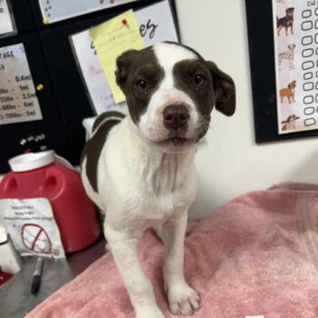 Pit Bull Terrier Dogs Available for Adoption - Bella | PetCurious