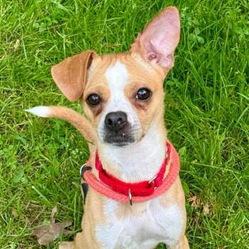 Ollie -  Chihuahua Dog for Adoption in Cranford, New Jersey - Ollie | PetCurious