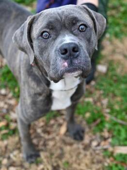 Mixed Breed Dogs Available for Adoption in Chamblee, Georgia - Fenugreek | PetCurious