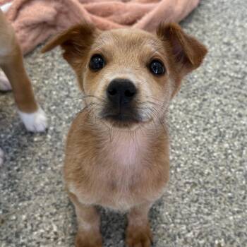 Labrador Retriever and Mixed Breed Dogs Available for Adoption in Kanab, Utah - Michelle | PetCurious