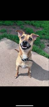 Rescue Terrier Dogs for Adoption in Philadelphia, Pennsylvania - Angel | PetCurious