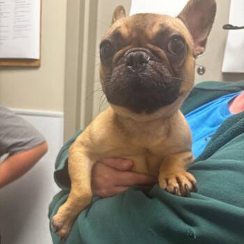 Mochi -  French Bulldog Dog for Adoption in Tulsa, Oklahoma - Mochi | PetCurious