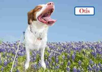 Rescue Brittany Spaniel Dogs for Adoption in Fort Worth, Texas - Otis | PetCurious