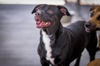 Pepe -  Labrador Retriever and Corgi Dog for Adoption in Twentynine Palms, California - Pepe | PetCurious
