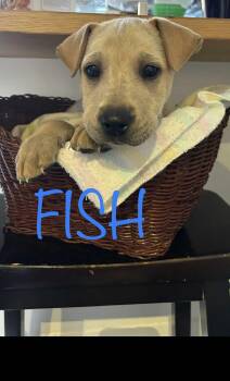 Rescue Shar Pei and Labrador Retriever Dogs for Adoption in Winnipeg, Manitoba - Fish | PetCurious