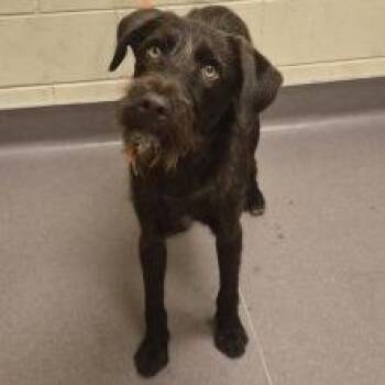 Hanz-62663 -  German Wirehaired Pointer Dog for Adoption in Bend, Oregon - Hanz-62663 | PetCurious