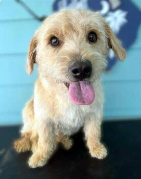 Poodle and Terrier Dogs Available for Adoption in Bedford Hills, New York - Simba | PetCurious