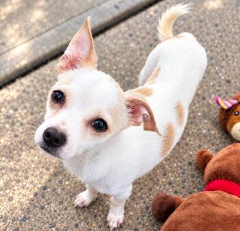 Snoopy -  Chihuahua Dog for Adoption in Long Beach, New York - Snoopy | PetCurious