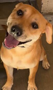 Rescue Pit Bull Terrier Dogs for Adoption in Elizabethton, Tennessee - VALERIE | PetCurious