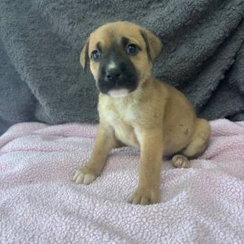 Labrador Retriever and Mixed Breed Dogs Available for Adoption in North Charleston, South Carolina - Gaslight | PetCurious