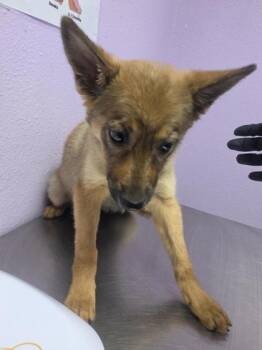 Shepherd and Mixed Breed Dogs Available for Adoption in El Paso, Texas - 60915120 | PetCurious