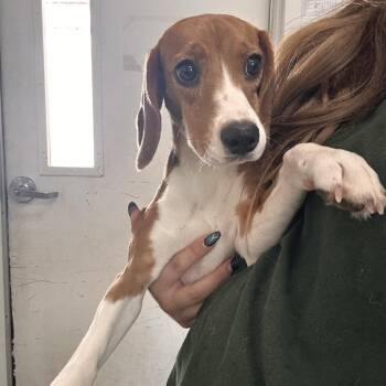 Jaymee 4554 -  Beagle Dog for Adoption in Loxahatchee Groves, Florida - Jaymee 4554 | PetCurious