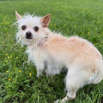 Chihuahua and Mixed Breed Dogs Available for Adoption - Dutchess | PetCurious