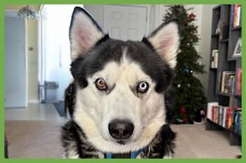 Siberian Husky Dogs Available for Adoption in Amherst, Massachusetts - Apollo | PetCurious