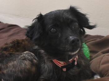 Chihuahua Dogs Available for Adoption in Portland, Oregon - Pepsi Cola | PetCurious