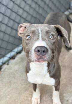 Wagtail -  Pit Bull Terrier Dog for Adoption in Chicago, Illinois - Wagtail | PetCurious