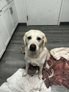 Mable -  Yellow Labrador Retriever Dog for Adoption in Orange, Virginia - Mable | PetCurious